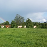 Streekproducten en vleespakketten