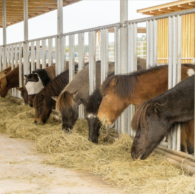 Voerhekken voor paarden