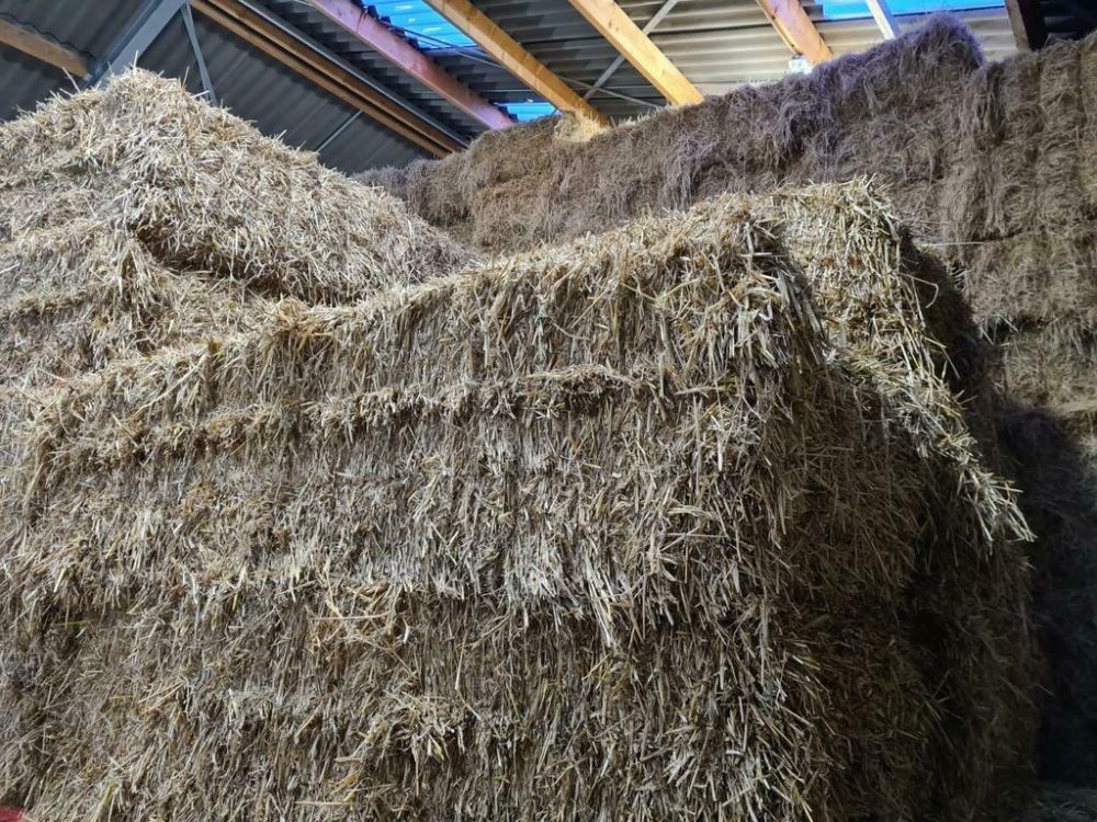 alledaags evolutie stikstof Stro grote vierkante balen, mooi gerstestro AFHAALARTIKEL |  Landbouwwinkel.nl, dé agrarische webshop