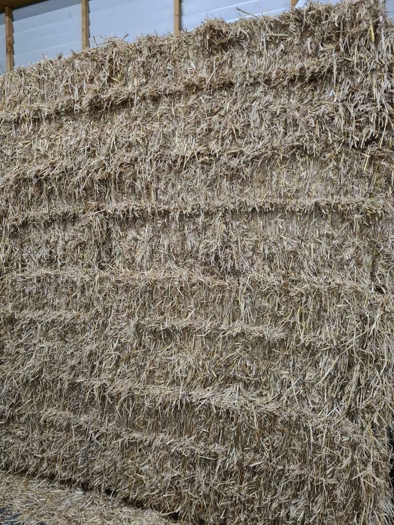 alledaags evolutie stikstof Stro grote vierkante balen, mooi gerstestro AFHAALARTIKEL |  Landbouwwinkel.nl, dé agrarische webshop