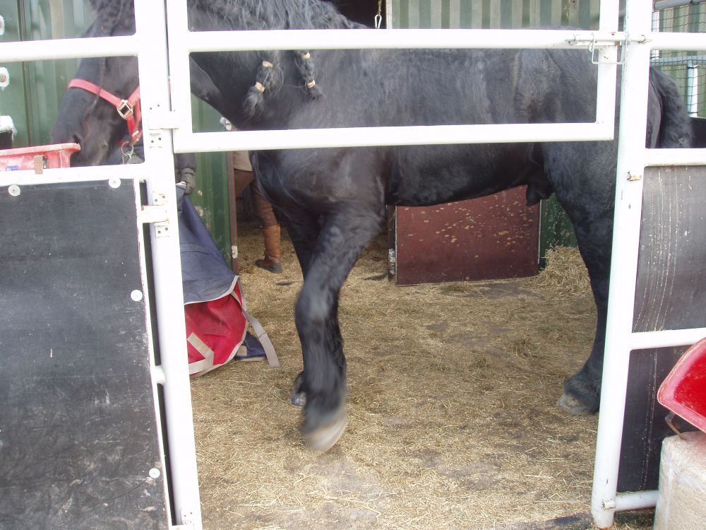 Paarden staltegel rubber, 100x100x4 | Landbouwwinkel.nl, dé agrarische