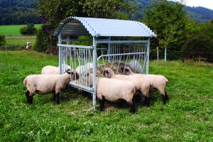 Weide hooiruif voor schapen en geiten