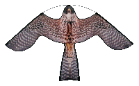 Hawk Kite roofvogelprint, vogelverschrikker