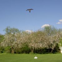 Hawk Kite zwart, vogelverschrikker