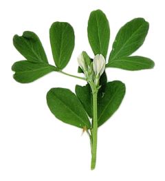 Fenugreek (Fenegriek) Emmer