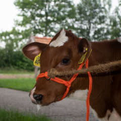 Halster Kalf verstelbaar breed oranje