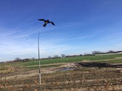 Vogelverschrikker Bird Scaring Kite 4m. met draaiende voet