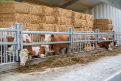 Stierenvoerbuis. Voerbuizen voor stieren. Voertafelafscheiding voor stieren, in hoogte verstelbaar