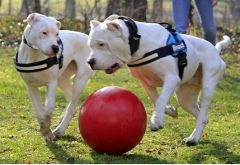 Jolly Ball Push-n-Play 35cm rood