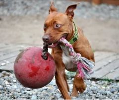 Jolly Tug-n-Toss 25 cm Rood