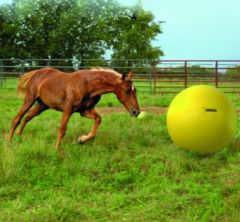 Maximus Power Play Ball 75cm