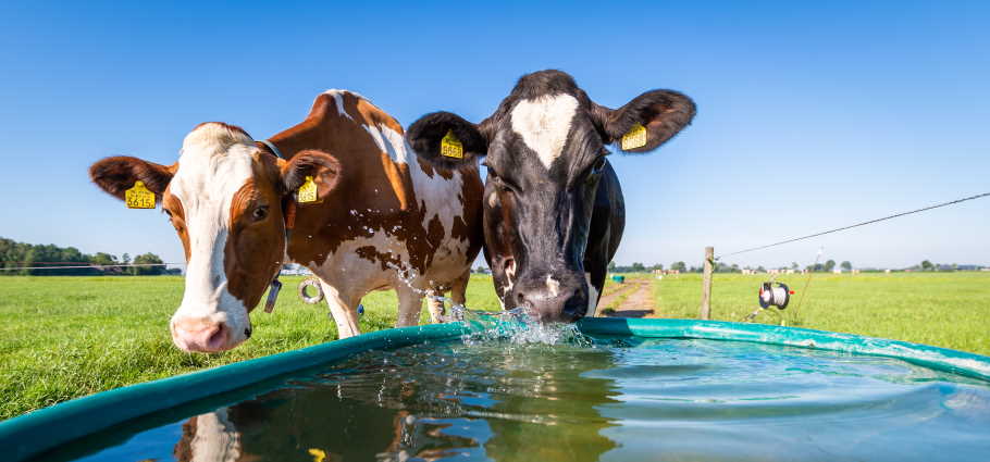 Weidedrinkbakken en watertanks